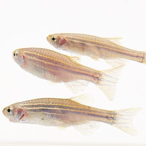 Aquaculture for Zebrafish