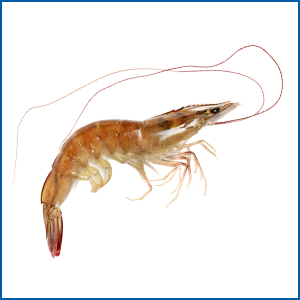 Contract for the design of a Shrimp RAS including hatchery!